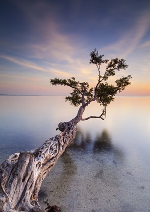 Framed Water Tree X Print