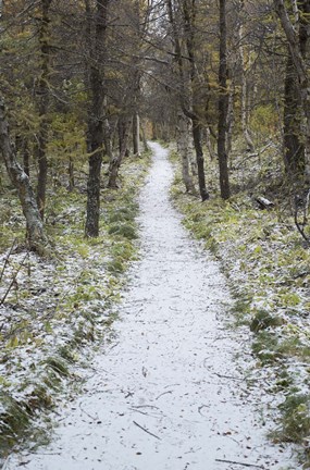 Framed Snow Way 4 Print