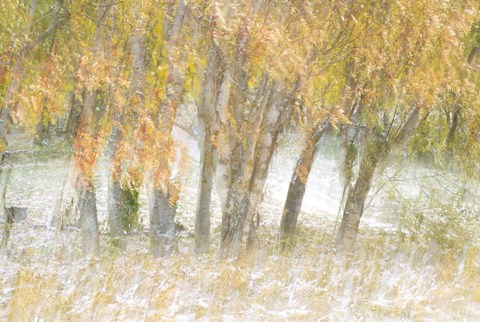 Framed Motion Trees 1 Print