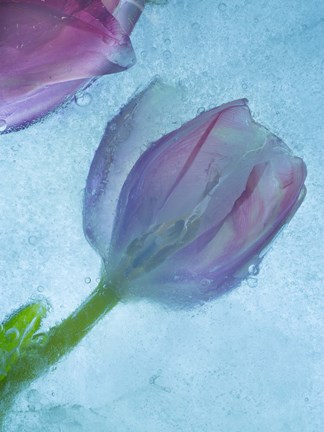 Framed Flowers on Ice-2 Print