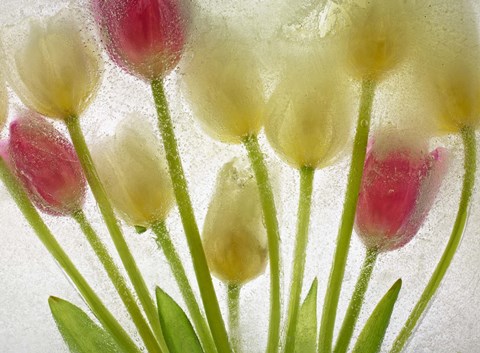 Framed Flores Congeladas 610 Print