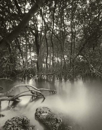 Framed Song of the South Print