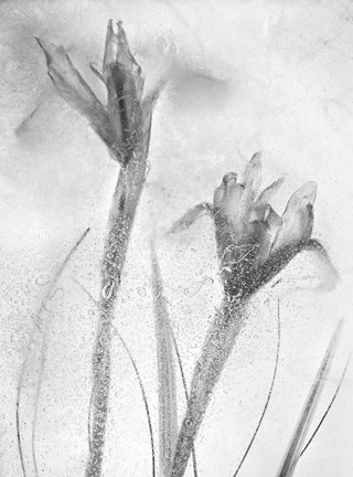 Framed Flores Azules 57-2 Print