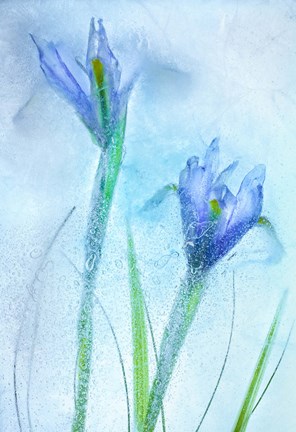 Framed Flores Azules 57 Print