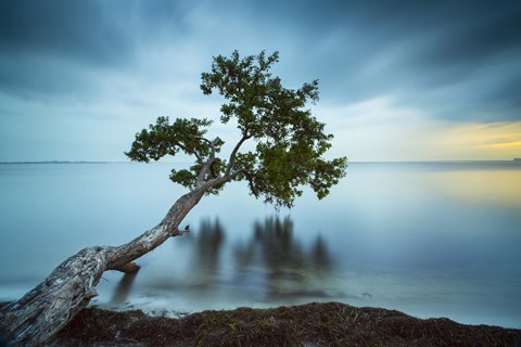 Framed Water Tree 11 Color Print