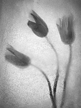 Framed Tulipanes Amarillos 37 1 Print