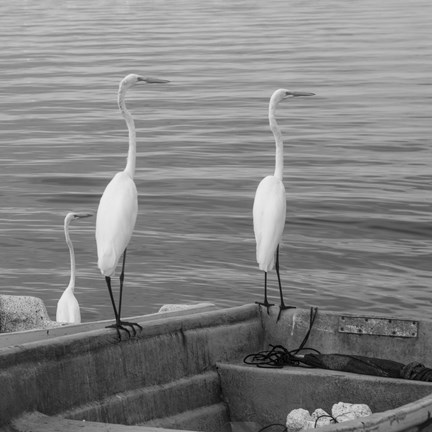 Framed Garzas-3 Print