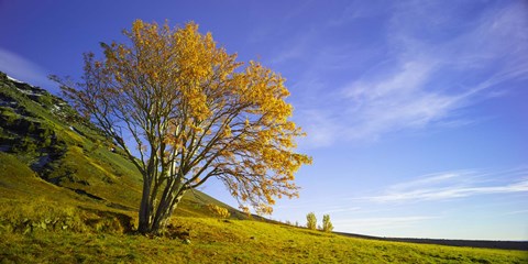 Framed Yellow Tree Print