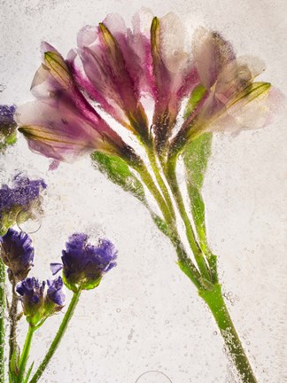 Framed Flores en Hielo V Print