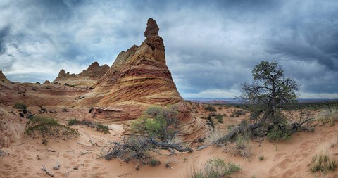 Framed Cottonwood III Print
