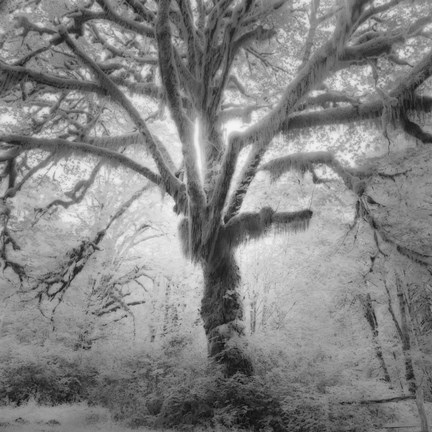 Framed Lightning Tree II Print