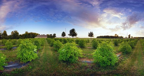 Framed Elderberry field, Quebec, Canada Print