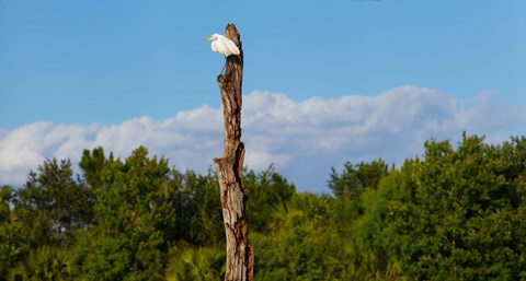 Framed White crane on a dead tree, Boynton Beach, Florida, USA Print