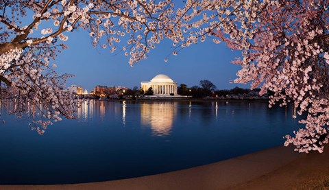 Framed Cherry Blossom Tree with Jefferson Memorial, Washington DC Print