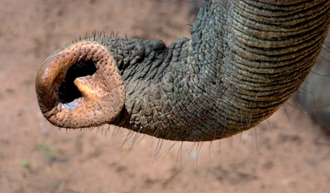 Framed African elephant, (Loxodonta africana), Elephant Trunk, Samburu National Reserve, Kenya Print