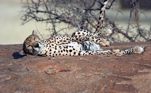 Framed Cheetah, Ndutu, Ngorongoro, Tanzania Print