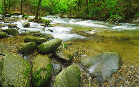 Framed Stream following through a forest, Little River, Great Smoky Mountains National Park, Tennessee, USA Print