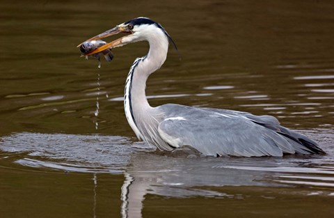 Framed Grey Heron, Kenya Print