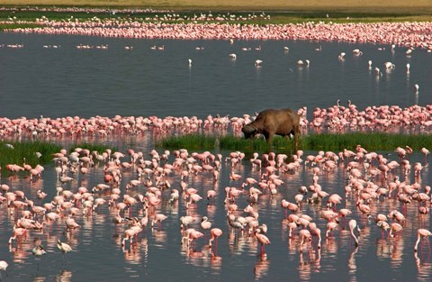 Framed Cape Buffalo Grazing among Flamingos Print