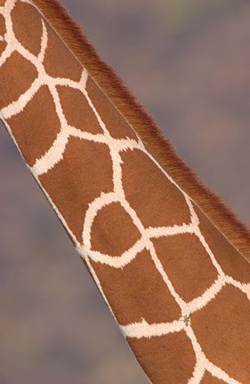 Framed Reticulated giraffe (Giraffa camelopardalis reticulata) neck, Samburu National Park, Rift Valley Province, Kenya Print