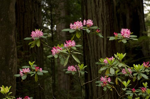 Framed Rhododendron Flowers and Redwood Trees in a Forest, Del Norte Coast Redwoods State Park, Del Norte County, California, USA Print