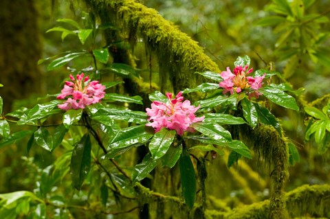 Framed Rhododendron flowers in a forest, Jedediah Smith Redwoods State Park, Crescent City, Del Norte County, California, USA Print