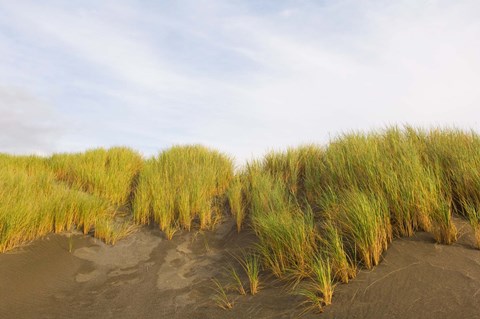 Framed Beach grass on sand, Pistol River State Scenic Viewpoint, Oregon, USA Print