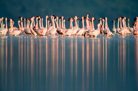 Framed Flamingo Reflections in a lake, Lake Nakuru, Lake Nakuru National Park, Kenya Print
