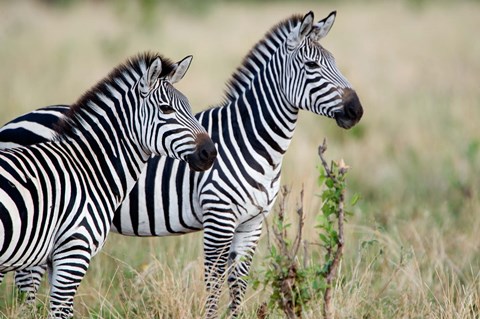 Framed Two Burchell's zebras (Equus burchelli) in a forest, Tarangire National Park, Tanzania Print