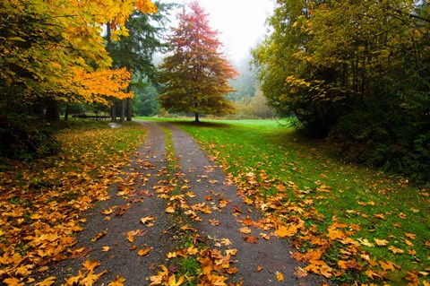 Framed Fallen leaves on a road, Washington State, USA Print
