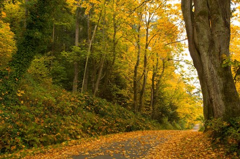 Framed Road passing through a forest in autumn, Washington State, USA Print