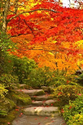 Framed Stone steps in a forest in autumn, Washington State, USA Print