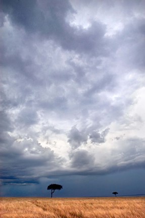 Framed Two trees on a landscape, Masai Mara National Reserve, Kenya Print