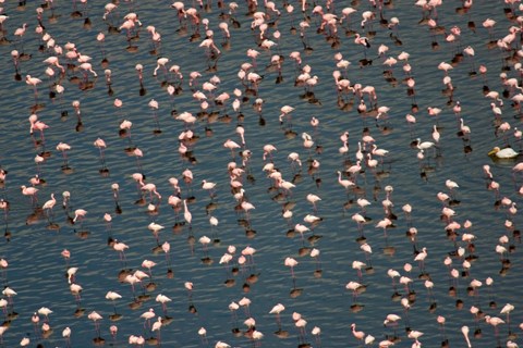 Framed Lesser Flamingo, Lake Nakuru, Kenya Print