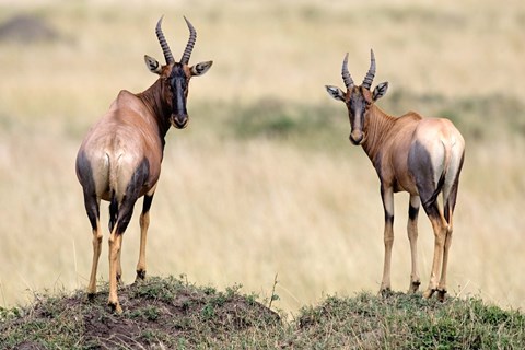 Framed Pair of Topi, Masai Mara National Reserve, Kenya Print