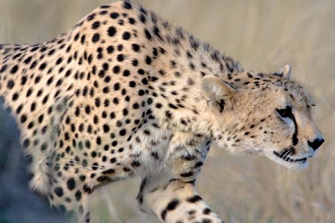 Framed Cheetah on the Prowl, Ngorongoro Conservation Area, Arusha Region, Tanzania Print