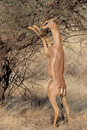 Framed Male gerenuk (Litocranius waller) eating leaves, Samburu National Park, Rift Valley Province, Kenya Print