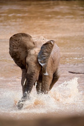 Framed African elephant (Loxodonta africana) playing with water, Samburu National Park, Rift Valley Province, Kenya Print