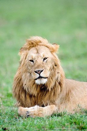 Framed Lion (Panthera leo) lying in grass, Masai Mara National Reserve, Kenya Print