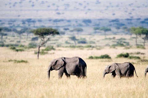 Framed African elephants (Loxodonta africana) walking in plains, Masai Mara National Reserve, Kenya Print