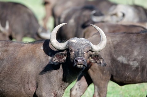 Framed Cape buffaloes (Syncerus caffer) in a field, Lake Nakuru National Park, Kenya Print