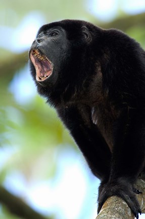 Framed Black Howler Monkey, Costa Rica Print