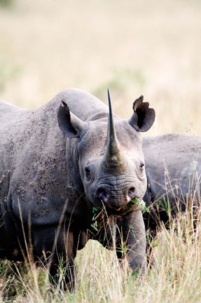Framed Black rhinoceros (Diceros bicornis) standing in a field, Masai Mara National Reserve, Kenya Print