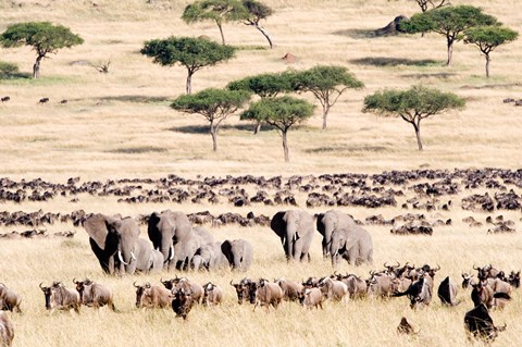 Framed Wildebeests with African elephants (Loxodonta africana) in a field, Masai Mara National Reserve, Kenya Print