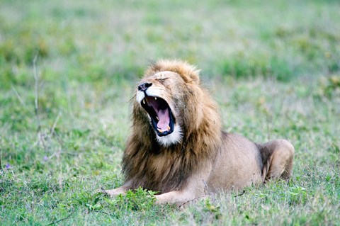 Framed Lion (Panthera leo) yawning in a field, Ngorongoro Crater, Ngorongoro, Tanzania Print