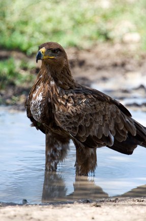 Framed Tawny Eagle, Ndutu, Ngorongoro, Tanzania Print