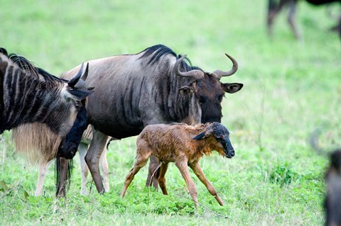 Framed Newborn Wildebeest Calf with its Parents, Ndutu, Ngorongoro, Tanzania Print