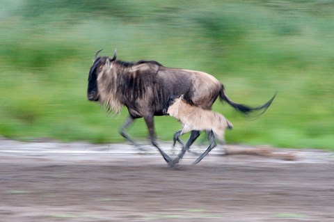 Framed Newborn wildebeest calf running with its mother, Ndutu, Ngorongoro, Tanzania Print