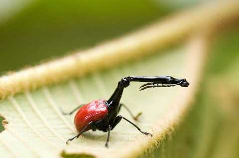 Framed Close-up of a Giraffe Weevil (Trachelophorus giraffa) on a Leaf, Andasibe-Mantadia National Park, Madagascar Print
