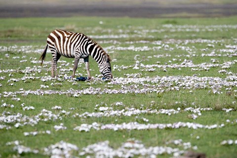 Framed Burchell's zebra (Equus burchelli) grazing in a field, Ngorongoro Crater, Ngorongoro, Tanzania Print